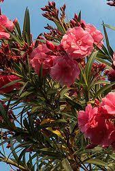 Oleander Plant Care Instructions Oleander Plants Plants Fragrant Flowers