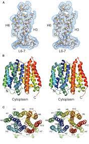 Structure of the Multidrug Transporter EmrD from Escherichia coli | Science