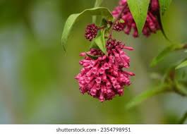 Image result for Cestrum elegans