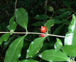 Image result for Empogona cacondensis