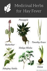 Herbs For Hay Fever Medical Herbs Medicinal Herbs Herbal Medicine
