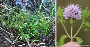 Image result for Mentha aquatica