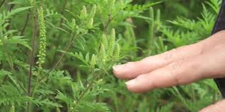 Elle provoque de fortes allergies sur l'humain.introduite en france avec les échanges commerciau. Pour Lutter Contre L Ambroisie L Etat En Appelle Aux Volontaires