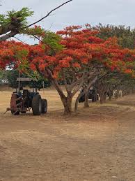 Image result for Pteleopsis anisoptera