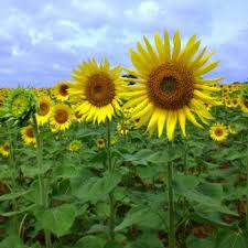 Maybe you would like to learn more about one of these? Flowers That Begin With H A To Z Flowers