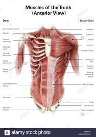 Digital Illustration Of Muscles Of The Human Torso Anterior