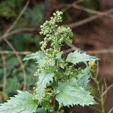 Image result for Chenopodiastrum