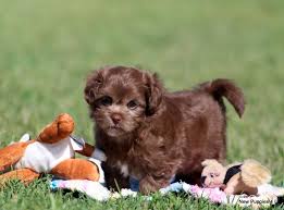 Find puppies in your area and helpful tips and info. New Puppies 4u Home