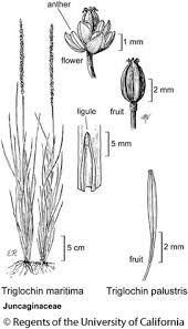 Image result for Juncaginaceae