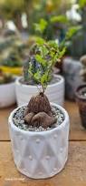Image result for Dioscorea dregeana