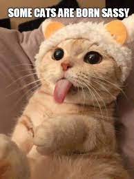 Sassy Tude In 2021 Funny Cat Wallpaper Funny Cute Cats Cute Cat Wallpaper