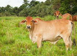 Brahman cattle page is only sharing brahman cattle pictures to showcase the beauty behind the. Brahman Cattle In Queensland Australia Stock Photo Picture And Royalty Free Image Image 13410007