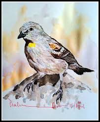 Yellow Birds Native To Georgia Pakhi Dekhun Pakhi Chinun 474 Observe The Bird And Recognize Yellow Throated Sparrow From A Photograph Of Mr Ojas Ga Brown Sparrow Birds Painting Bird