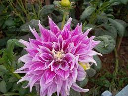 Indian Flowers And Herbs Dahlia Flower Indian Flowers Flowers