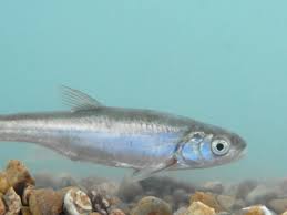 Image result for Lepidagathis pallescens