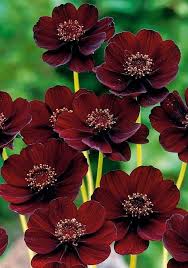 Pin On Cosmos