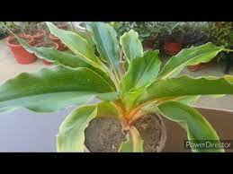 Plus, propagating spider plants from the offshoots is extremely easy and cheap (not to mention fast). Orange Spider Plant Fire Flash Mandarin Plant Chlorophytum Orchidastrum Complete Care Youtube