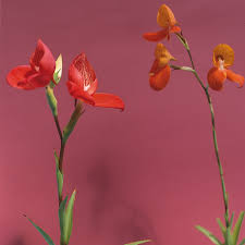 Image result for Disa fragrans