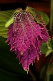 Image result for Dalechampia