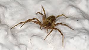 So können spinnen im garten angesiedelt werden. Spinnen Heimische Spinnenarten Spinnen Insekten Und Spinnentiere Natur Planet Wissen