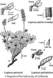 Image result for Pachylobus