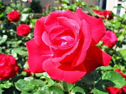Maybe you would like to learn more about one of these? Bunga Tercantik Di Dunia Mawar Merah Wallpaper Bunga Indah Gambar Bunga Bunga
