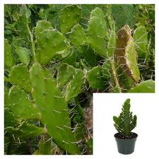 Image result for Opuntia monacantha
