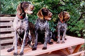 Puppies for sale listings from the best gun dog breeders, trainers and kennels. Funks Kennels Breeders Of Quality German Wirehaired Pointers