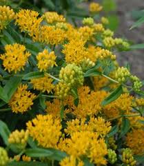 Asclepias Tuberosa Piet Oudolf Plants