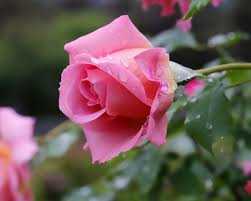 Check spelling or type a new query. 5 Jenis Bunga Mawar Persilangan Toko Bunga Online Floristbagus