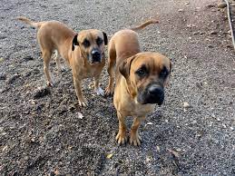 Southern Black Mouth Cur Temperament Northern California Black Mouth Curs