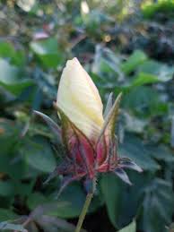 Image result for Hibiscus surattensis