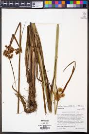 Image result for Cyperus hemisphaericus
