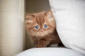 Vet Klinik Pet Shop Yavru Kedilerde Egitim
