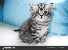 The cute kitten is sitting. Stock Photo by ©alina.88@inbox.ru 173774962