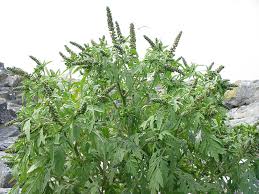 Provine din america de planta are o structură păroasă cu tulpini ramificate și aspect de tufă. Cum AratÄƒ Ambrozia È™i Cum Scapi De Alergia De La Ambrozie