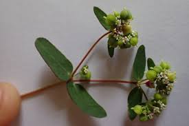 Image result for Euphorbia hyssopifolia
