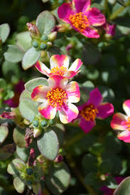 Image result for Portulaca oleracea