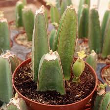 Image result for Cissus glaucophylla