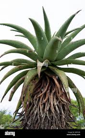 Image result for Aloe excelsa