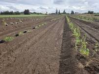 Blueberry Field Day