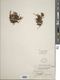 Image result for Crepidomanes chevalieri