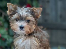 Image result for white yorkshire terrier
