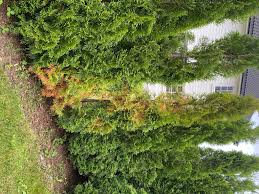 Image result for thuja drying out dead dried symptoms)