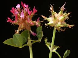 Image result for Trifolium spumosum