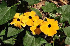 To celebrate the arrival of spring, let's talk about flowering vines and climbers! Vermont Garden Journal Climbing Annual Flowers For Your Patio Or Trellis Vermont Public Radio