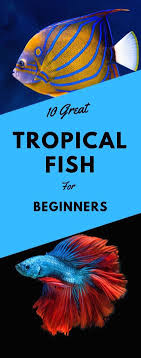 Fish stores in denver, co. Sale Now On For Fish Supplies Tropical Fish Cool Fish Tanks Fishing For Beginners