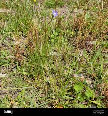 Image result for Wahlenbergia virgata