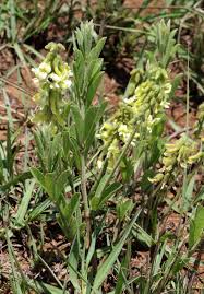 Image result for Eriosema