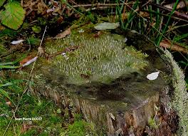 Image result for Multiclavula mucida
